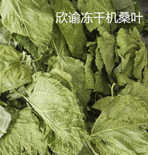 桑葉凍干機.jpg